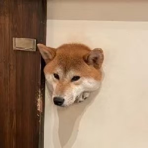 黑狗木